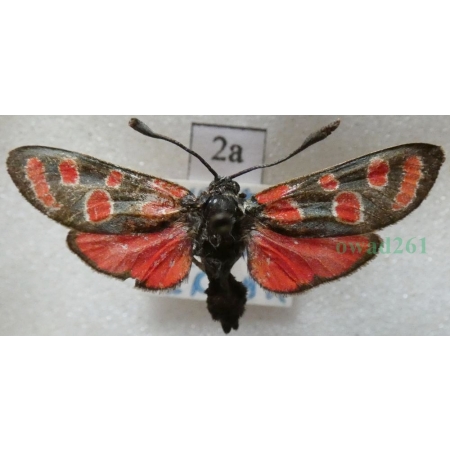 Zygaena carniolica (Scopoli, 1763) Kraśnik rzęsinowiec Czech2a